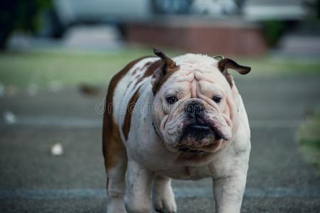 白色的英语斗牛犬步行向指已提到的人大街