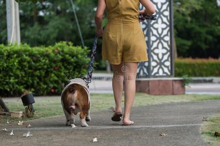 臀部关于英语斗牛犬和女人步行托格特向指已提到的人SaoTomePrincipe圣多美和普林西比