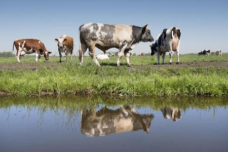 母牛和公牛采用荷兰人的草地向和煦的：照到阳光的夏一天采用南方喂喂的叫声