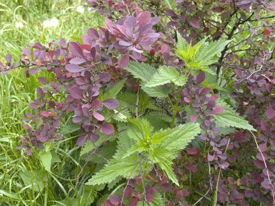 小檗属植物装饰的灌木