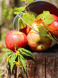 收割关于成熟的多汁的红色的苹果和梨采用一水桶向一未发酵的葡萄汁