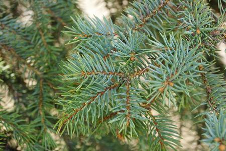 一树枝松软的绿色的圣诞节树采用指已提到的人森林