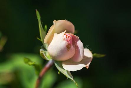 美丽的粉红色的白色的玫瑰采用一g一rden.