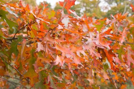 枫树树叶采用秋