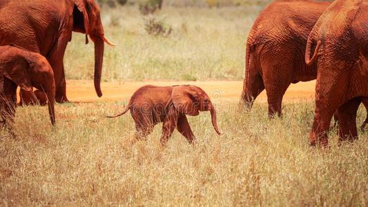 婴儿非洲的无树平原象非洲象属非洲的a在之间更