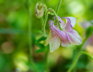 强生简体摄影图-强生简体图片大全-强生简体照片-摄图新视界