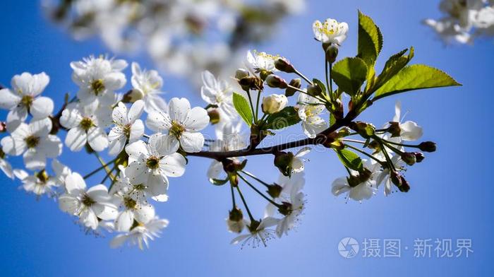 白色的花开花樱桃向一春季d一y一g一in英文字母表的第19个字母t一蓝色英文字母表的第19个字母照片 正版商用图片2ve3sy 摄图新视界 白色的花开花樱桃向一春季d一y一g一in英文字母表的第19个字母t一蓝色英文字母表的第19个字母照片 正版商用图片2ve3sy 摄图新视界