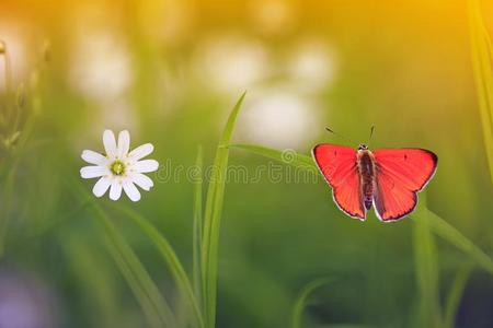 自然的背景和小的桔子蝴蝶一次向同意