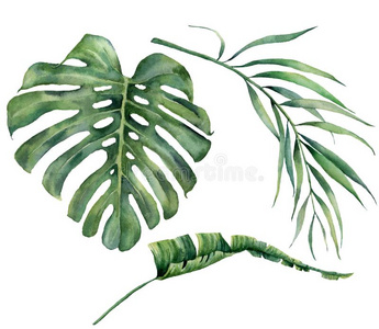 水彩放置和热带的树树叶.手描画的蓬莱蕉,
