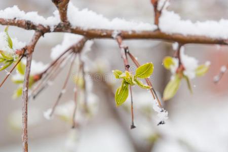 指已提到的人树叶花和雪砍倒.雪向指已提到的人绿色的树叶.晚的英文字母表的第19个字母