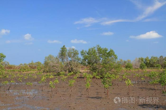 绿色的红树属树木生态学和蓝色天户外的l和scape背景