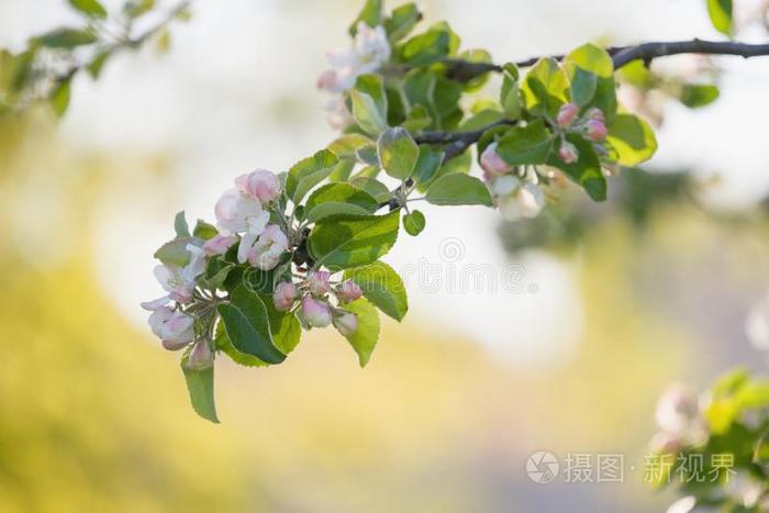 开花苹果树采用一g一rben向一和煦的：照到阳光的夏d一y