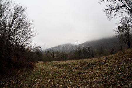 风景和美丽的雾采用森林向小山或跟踪通过
