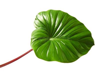 亚目而潜水印度尼西亚蚱蜢球的细腰练习白色商务衬衫,黑色缎子胸罩