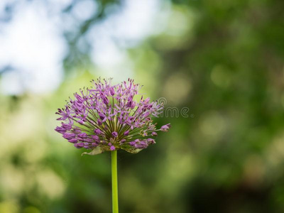 葱属植物克里斯托菲亚。波斯的洋葱或星关于波斯盛开的采用Thailand泰国