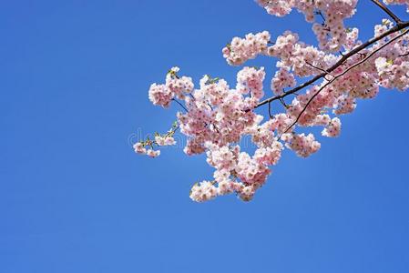 樱花树枝反对指已提到的人蓝色天.