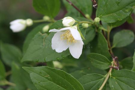 指已提到的人灌木关于茉莉开花和白色的芳香的小的花.