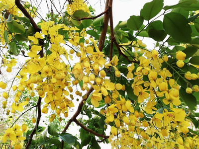 象树干或豌豆花,金色的雨树,或阿马尔塔斯