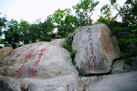 登上尖口鲷