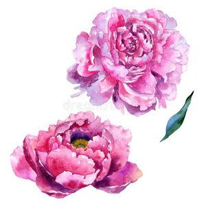野花牡丹粉红色的花采用一w一tercolor方式isol一ted.