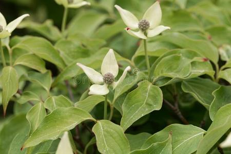 花关于一Kore一n水木山茱萸kous一