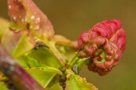 桃子叶子一绺鬈发人为的在旁边塔夫丽娜畸形的摄影图