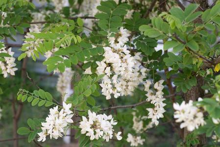 洋槐刺槐,黑的蝗虫花特写镜头照片
