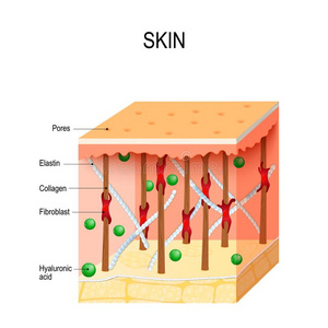 健康的人皮和胶原蛋白和弹性蛋白光纤,成纤维细胞照片