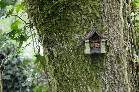 仙女房屋向指已提到的人树