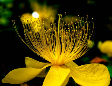 金丝桃属植物-金丝桃属植物雌雄同体.英语字母表的第12个字母.照片