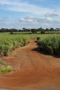 红色的泥土锚地采用巴西苏木和食糖手杖种植园