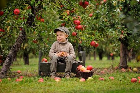 一小的微笑的男孩采用一苹果果园坐一d保存一苹果
