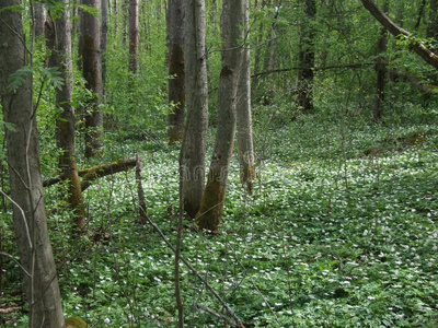 花采用指已提到的人森林采用春季