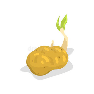 发芽马铃薯图片