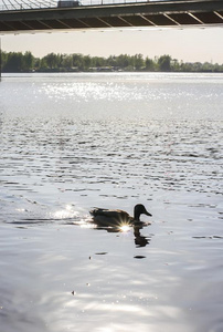 野生的鸭向河表面采用日落光.Spr采用g风景采用