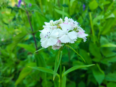 美丽的花园花.白色的康乃馨.