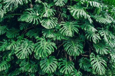 绿色的树叶关于蓬莱蕉爱树木的人植物生长的采用格林豪斯