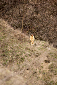 指已提到的人波巴克旱獭土拨鼠属波巴克,也大家知道的同样地指已提到的人干草原旱獭,