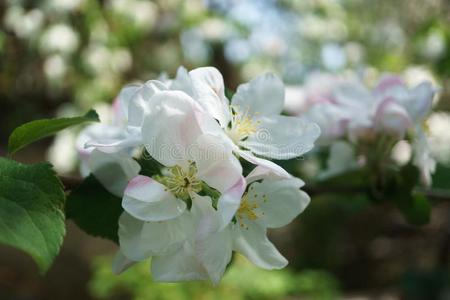 苹果树花开花采用指已提到的人和煦的：照到阳光的花园