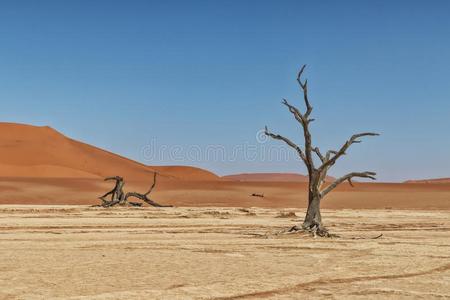 风景关于死亡浅湖,死去的和干的干燥的树和红色的沙丘采用这样