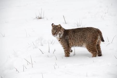 美洲野猫猞猁鲁弗斯看台饰面左边的采用雪