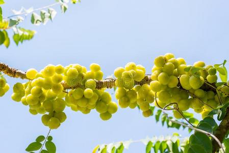 星醋栗或叶下珠属酸度