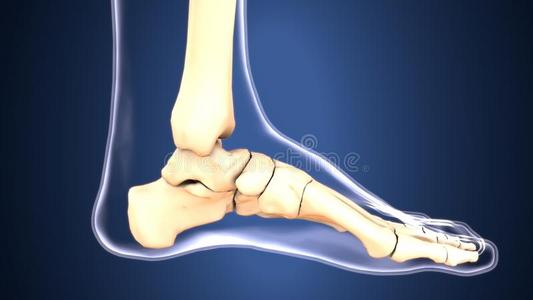 3英语字母表中的第四个字母说明关于骨架脚骨头解剖照片