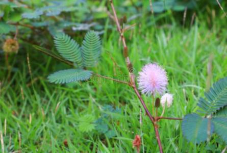 含羞草普迪卡或敏感的植物花粉红色的美丽的采用自然