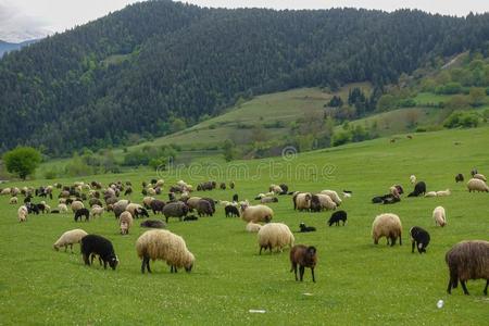 绿色的草地,马,母牛,羊