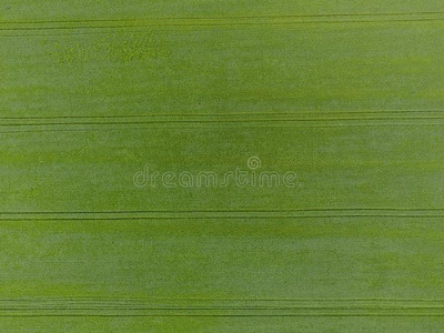 指已提到的人小麦田是（be的三单形式绿色的.年幼的小麦向指已提到的人田.看法从水