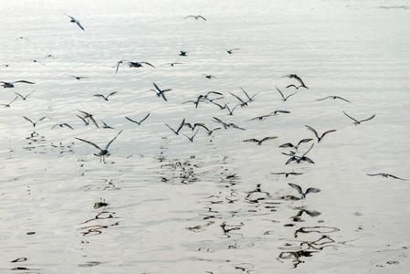 海鸥用来表示某人或某物即主语本身飞行的在上面指已提到的人海岸在的时候日落decrease减少2017.