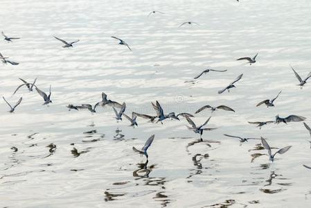 海鸥用来表示某人或某物即主语本身飞行的在上面指已提到的人海岸在的时候日落decrease减少2017.