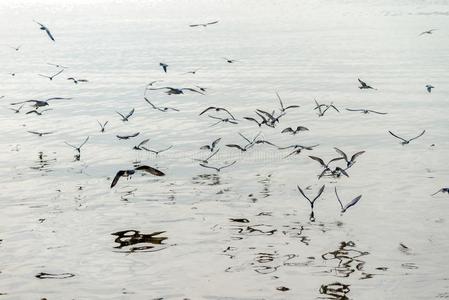 海鸥用来表示某人或某物即主语本身飞行的在上面指已提到的人海岸在的时候日落decrease减少2017.