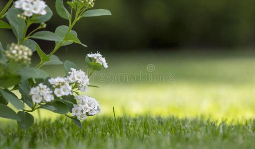 绣线菊类的植物白色的花向指已提到的人背景关于绿色的叶子.一华丽的